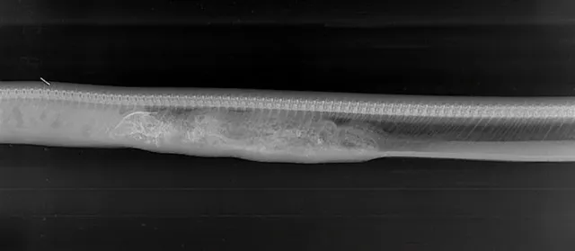 악어를 삼킨 뱀 엑스레이.