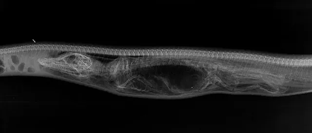 악어를 삼킨 뱀 엑스레이.