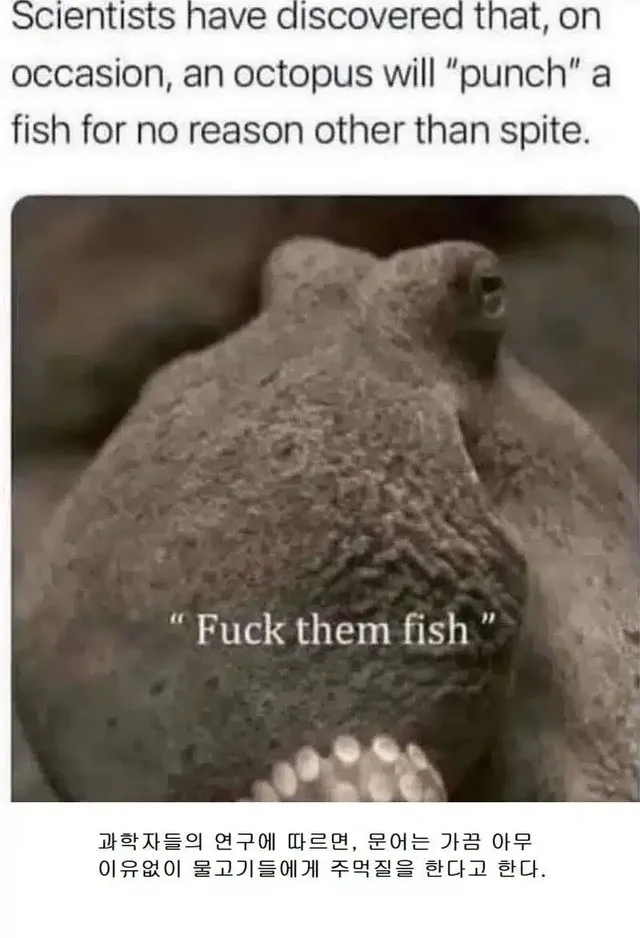문어는 가끔 아무 이유없이 물고기들에게 주먹질을 한다