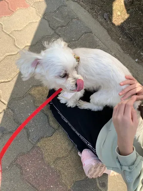 초딩에게 번호 따인 썰