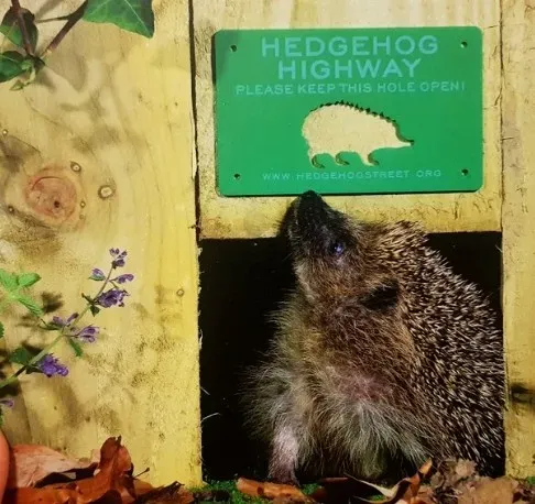영국에선 고슴도치가 하두 많아 집 근처를 오고가다보니 이런 걸 만들어줌