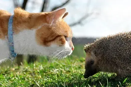 영국에선 고슴도치가 하두 많아 집 근처를 오고가다보니 이런 걸 만들어줌