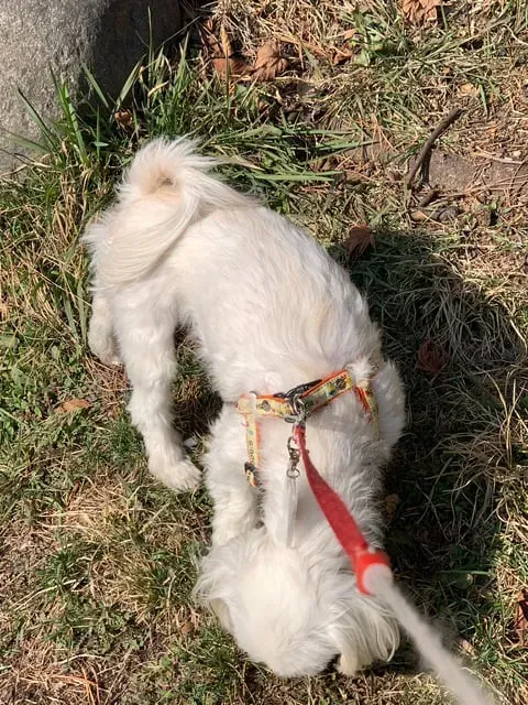 초딩에게 번호 따인 썰