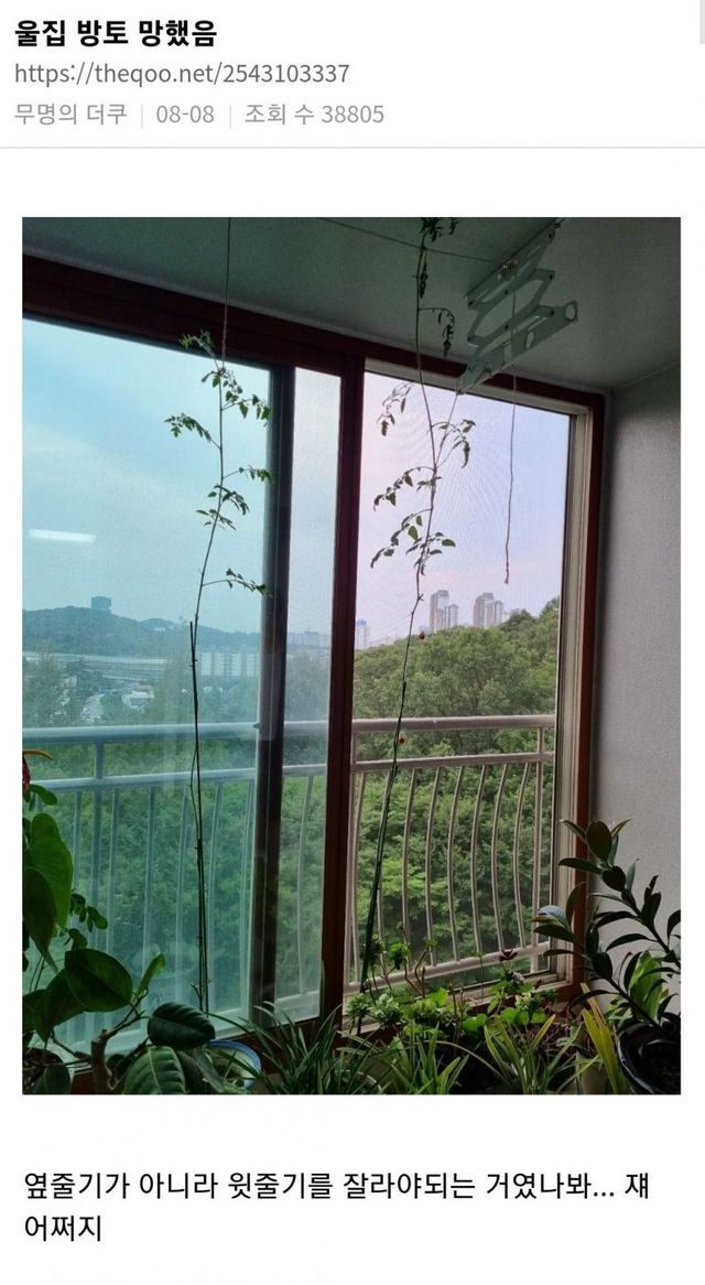 우리 집 방울 토마토 망했음