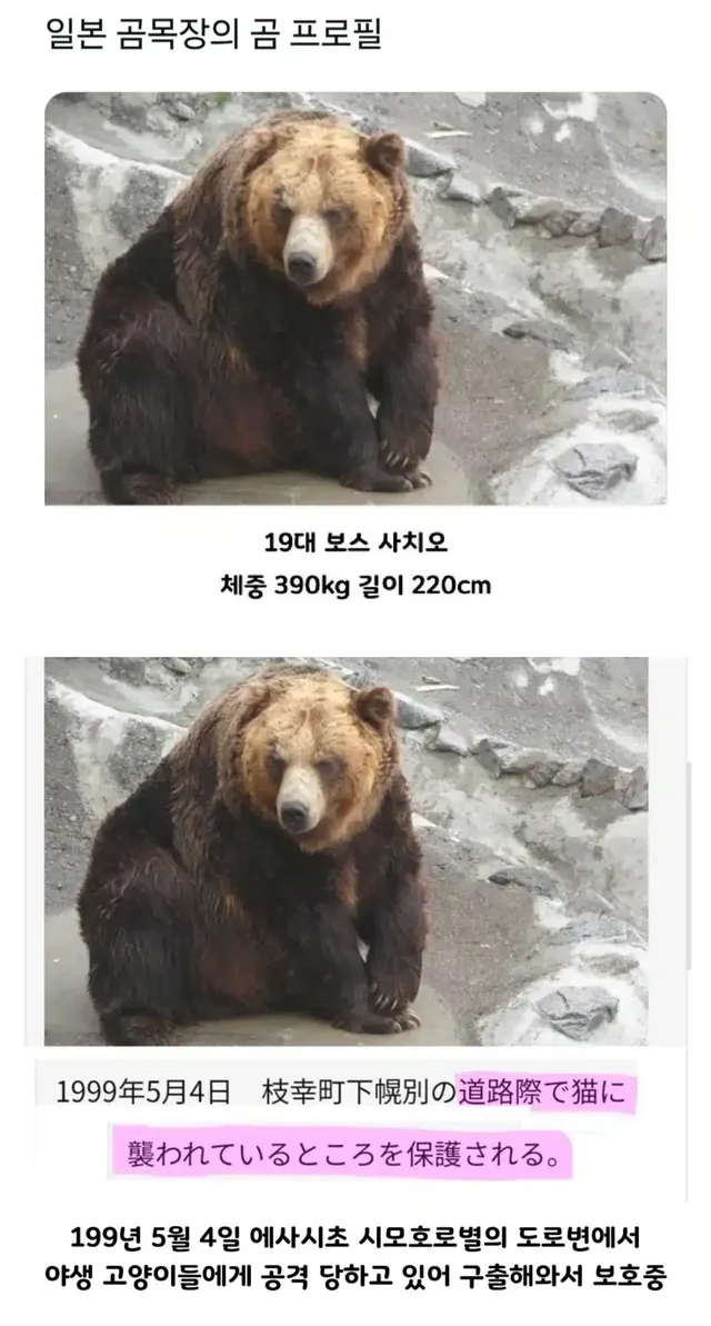 일본 곰 목장 어느 곰의 프로필.jpg