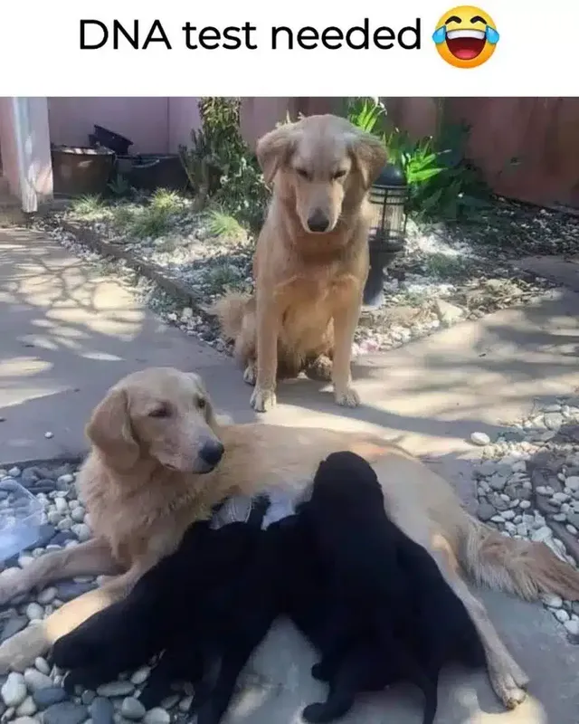 친자 검사 고민 중인 댕댕이