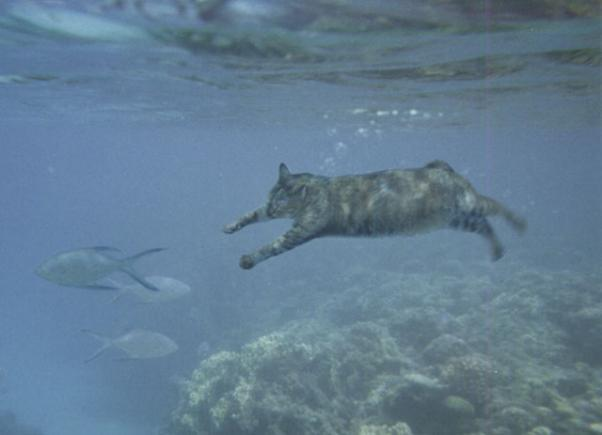 선천적 물속성 고양이