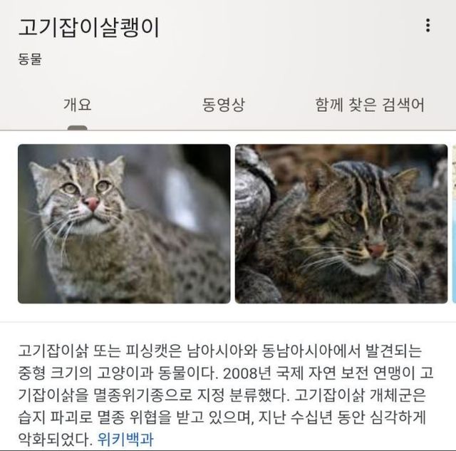 선천적 물속성 고양이