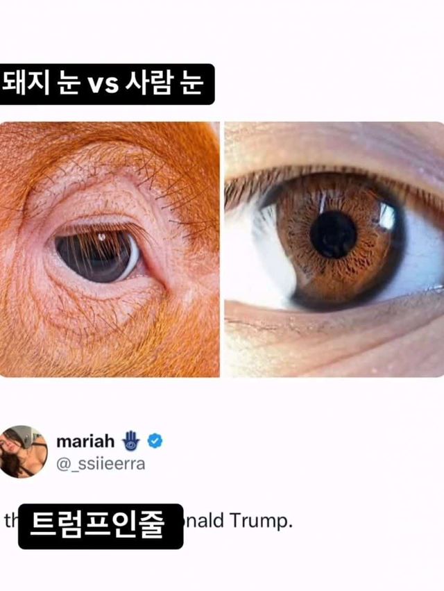 돼지 눈 VS 사람 눈