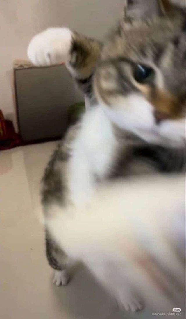 고양이한테 처맞기 1초전