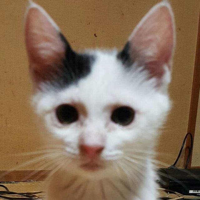 고양이 3단 변신.