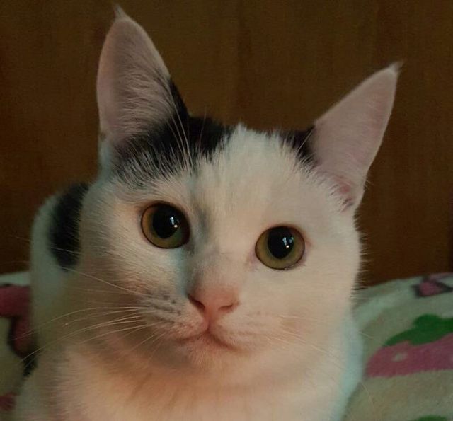 고양이 3단 변신.