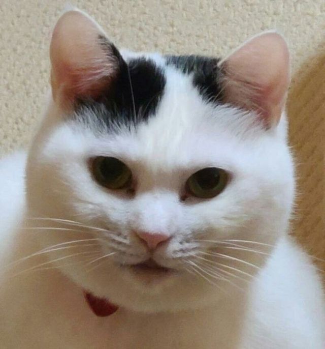 고양이 3단 변신.