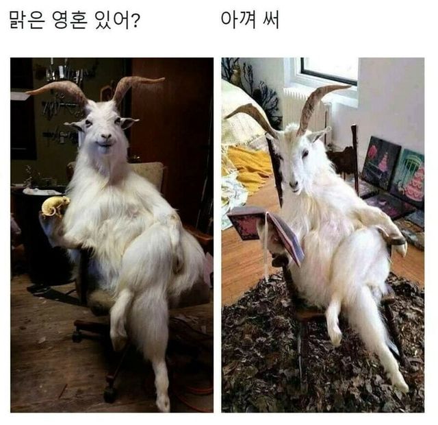 맑은 영혼을 가진자여...