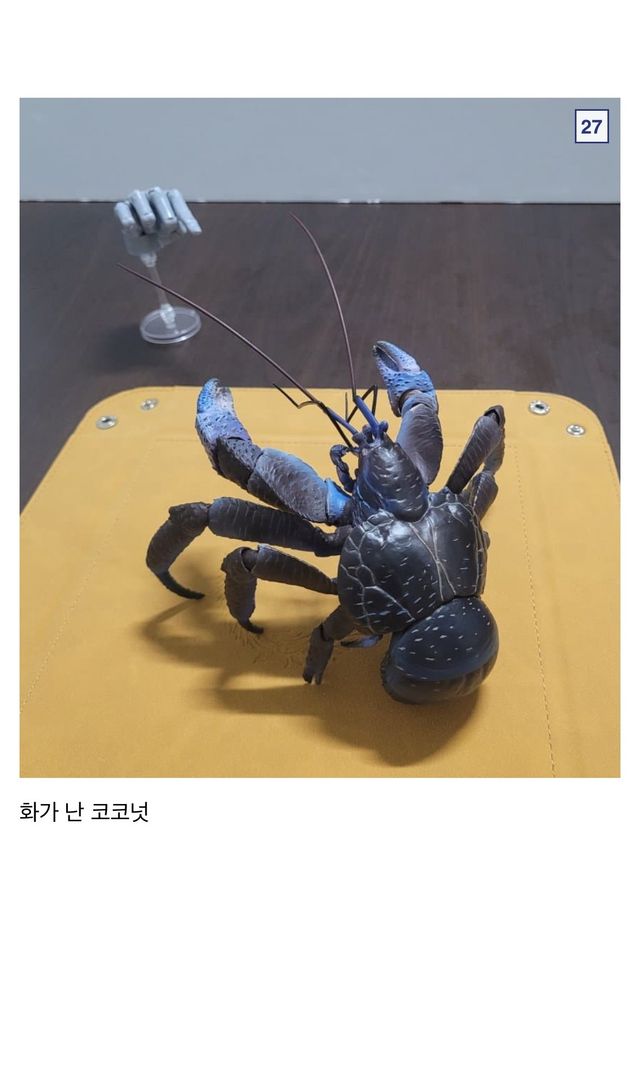 🦀싱글벙글 9만원짜리 코코넛 크랩.jpg