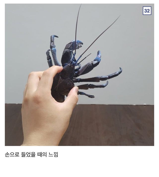 🦀싱글벙글 9만원짜리 코코넛 크랩.jpg