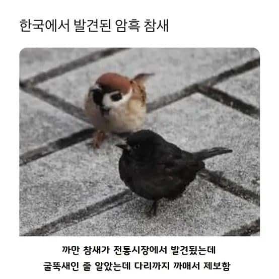 참새 씨봉방거