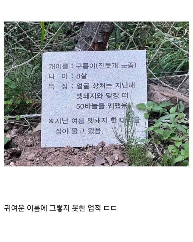 개쩌는 업적 가지고 있는 강아지