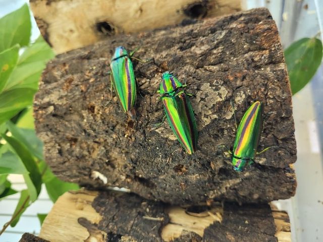 벌레로 만들었던 신라시대 유물