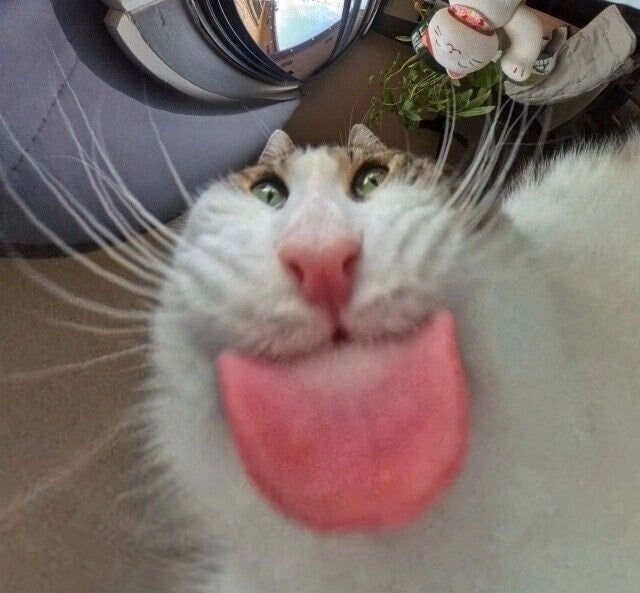 고양이 밥그릇 카메라 사진