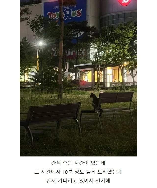 고양이랑 만나기로 했는데 얘네도 시간 개념 있어
