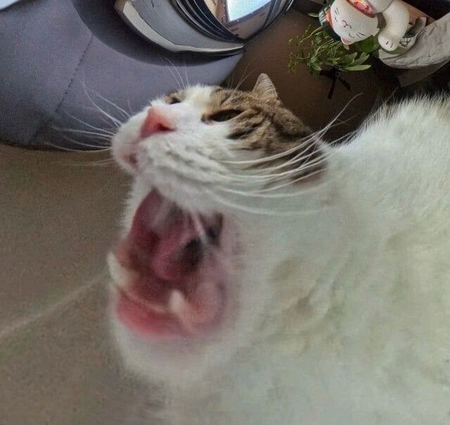 고양이 밥그릇 카메라 사진