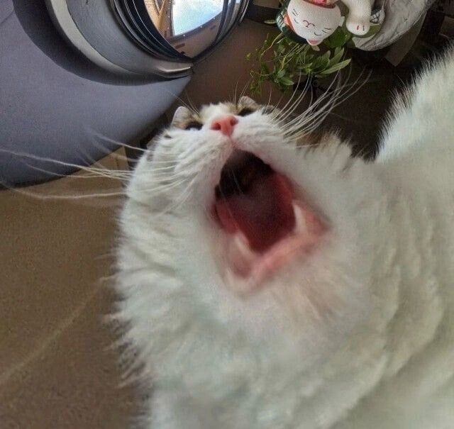 고양이 밥그릇 카메라 사진