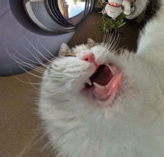 고양이 밥그릇 카메라 사진