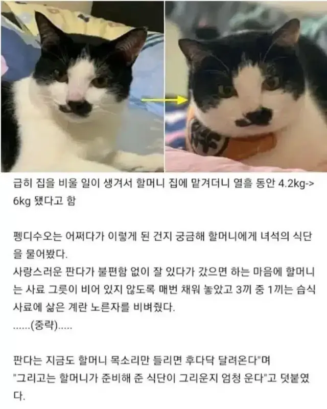 할머니가 그리워서 우는 고양이.jpg