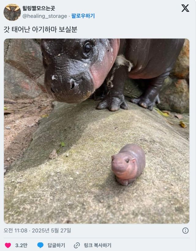 태어난지 얼마 안됀 아기 하마