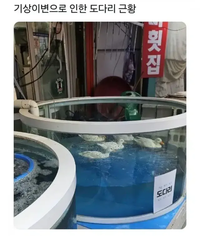 요즘 기상이변으로 인한 도다리 근황