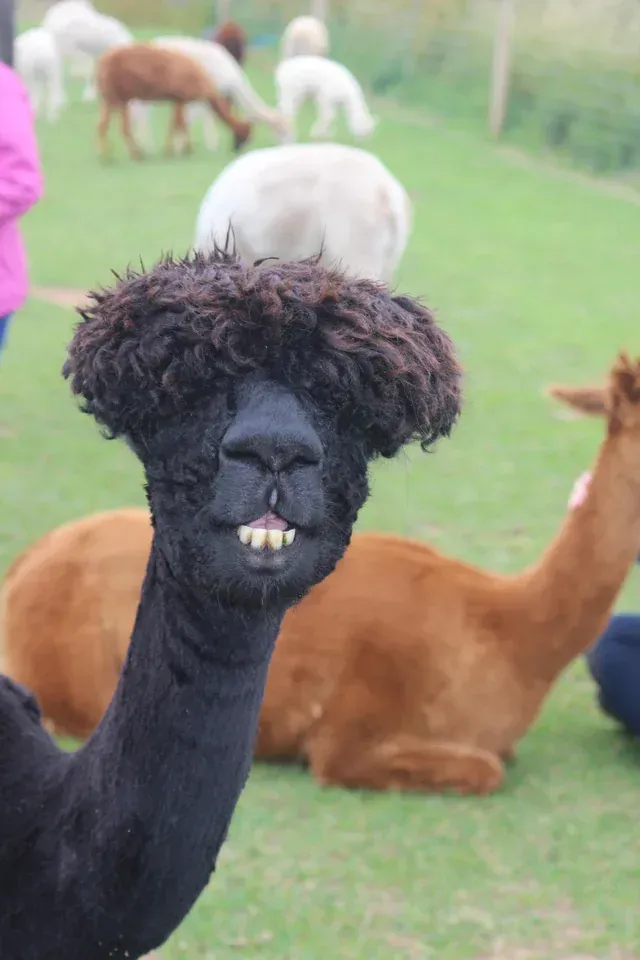 털깎은후 알파카