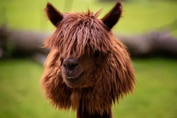 털깎은후 알파카