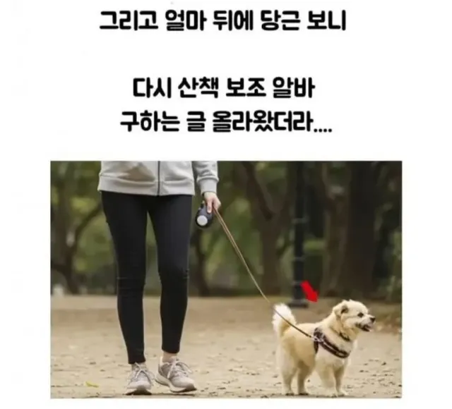 당근 강아지 알바 고백 후기