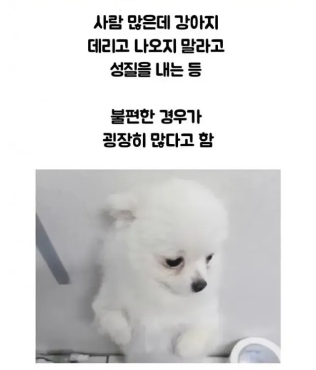 당근 강아지 알바 고백 후기