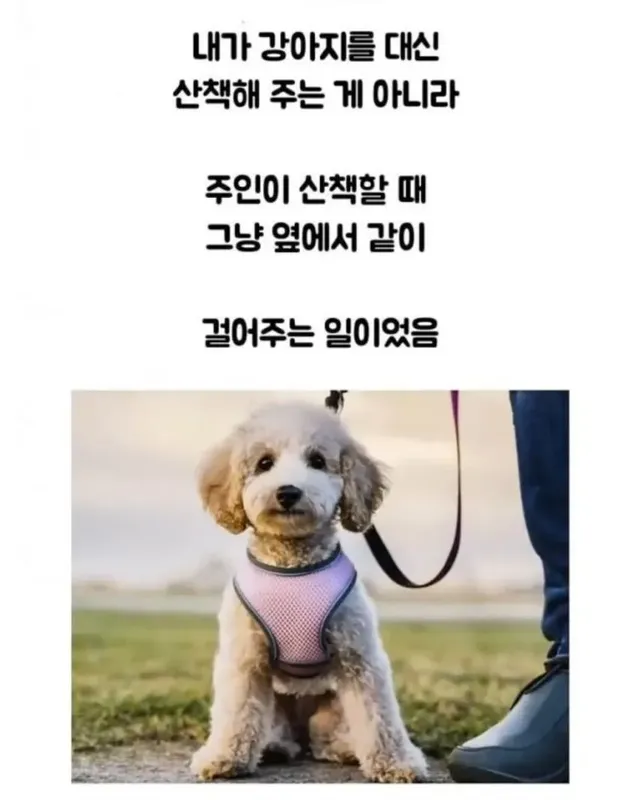당근 강아지 알바 고백 후기