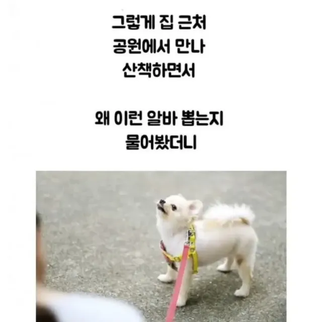 당근 강아지 알바 고백 후기