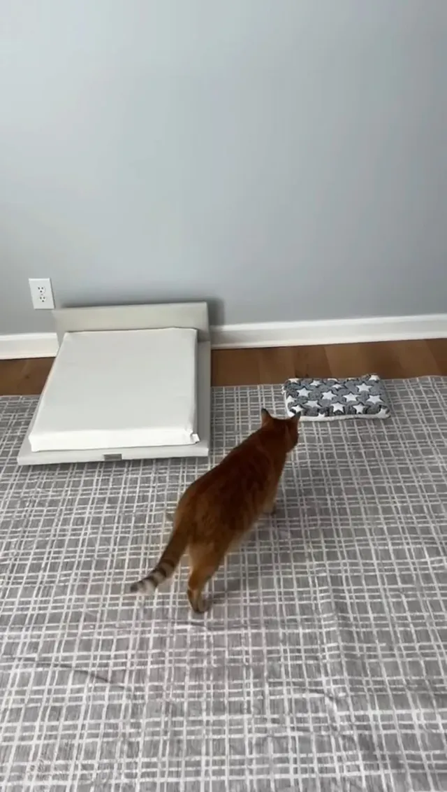 고양이 침대 3달러 vs 350달러 제품 대결