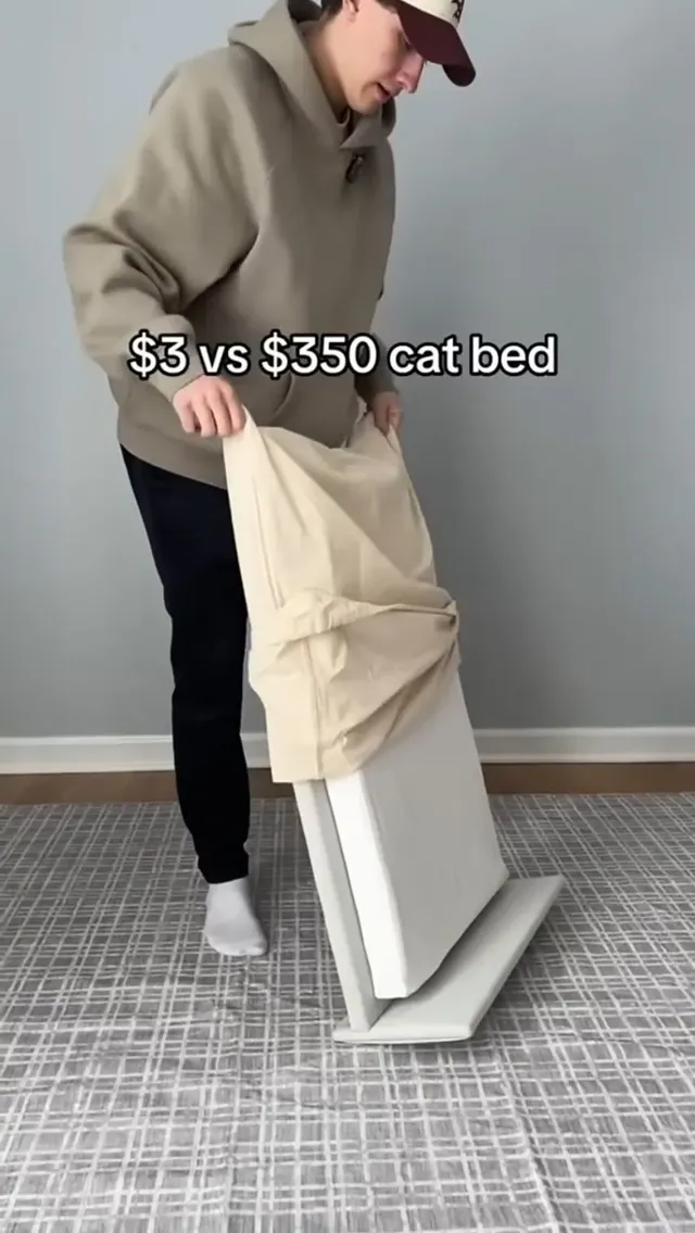 고양이 침대 3달러 vs 350달러 제품 대결