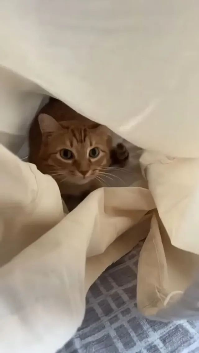 고양이 침대 3달러 vs 350달러 제품 대결