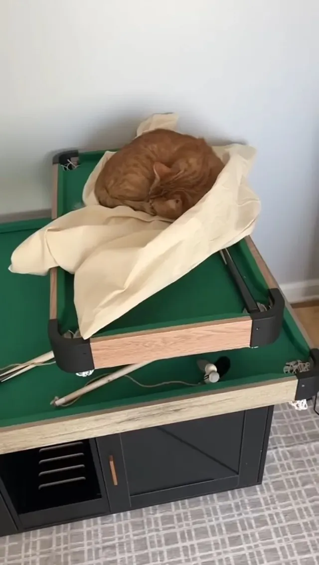 고양이 침대 3달러 vs 350달러 제품 대결