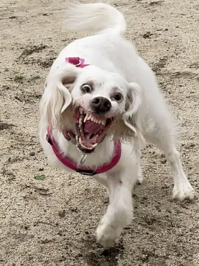 노느라 신이 난 댕댕이