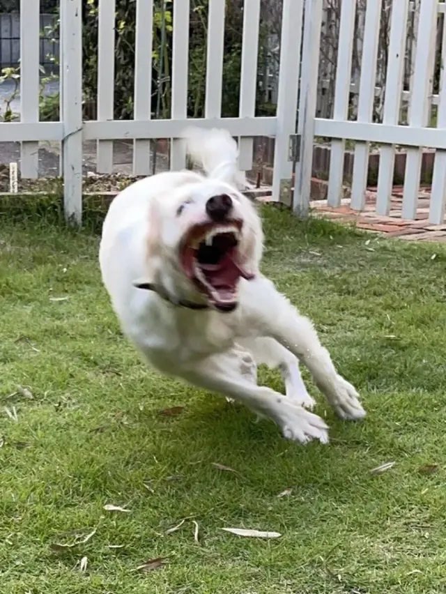 노느라 신이 난 댕댕이