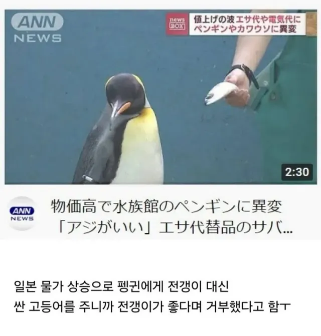 일본 물가 상승으로 싼 생선 주자 편식하는 펭귄.jpg