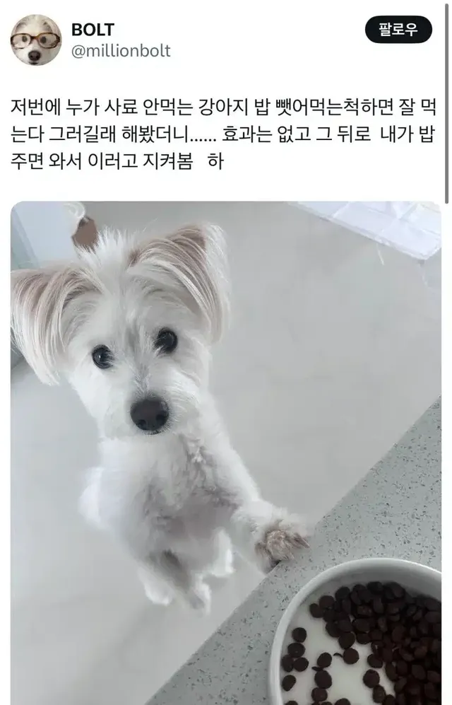 저번에 누가 사료 안먹는 강아지 밥 뺏어먹은 척 하면 잘 먹는다 그러길래 해봤더니..…