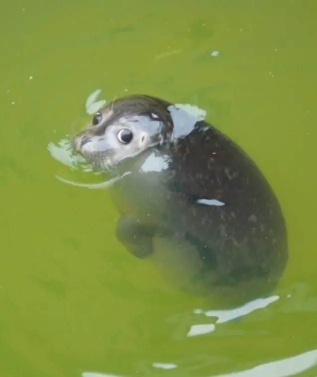 수영장 고급반 사람들이 배가 나온이유