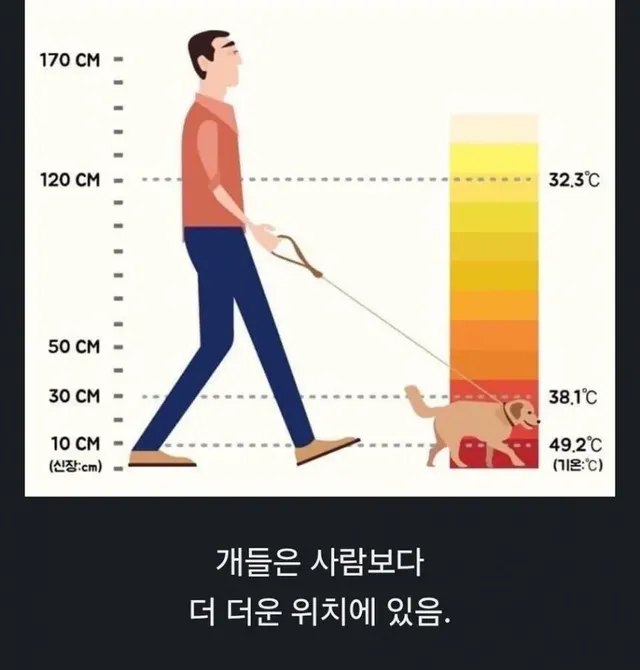 여름 댕댕이 산책의 주의점