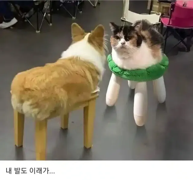 사료 좀 쓰까 주이소.. 내 발이 이래가..