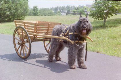 플랜더스의 개 실제견종