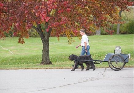 플랜더스의 개 실제견종